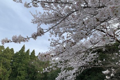 千葉県東金・桜