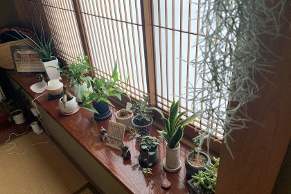 studio sarada植物たち