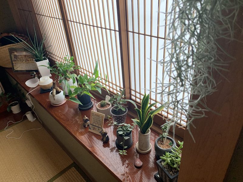 studio sarada植物たち