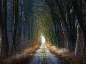 ©sarada yoshikoシンプルな道