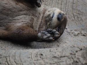 ©saradayoshiko脱力のイメージ