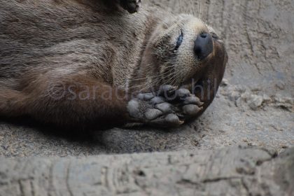 ©saradayoshiko脱力のイメージ