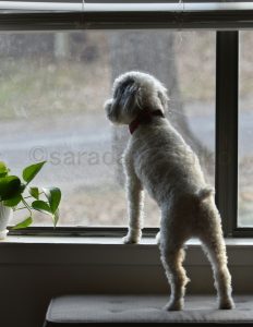 ©sarada yoshiko忍耐のイメージ