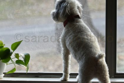 ©sarada yoshiko忍耐のイメージ