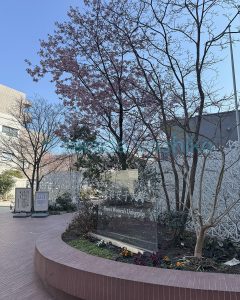 ©sarada yoshiko春の気配